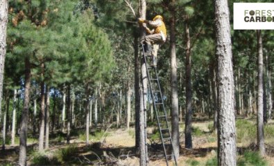 Man in PPE up a tree doing tests